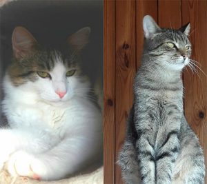 Tierschutzverein Wolfsberg Beitragsbild Katze Brain und Pinki