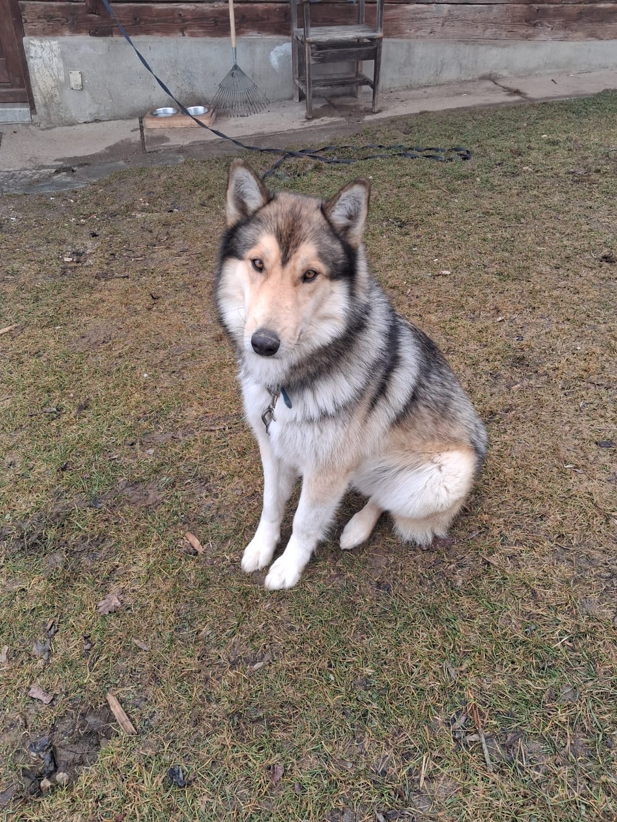 Husky Collie Mix Husky Collie Mix