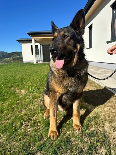 Schäferhund Mix Steinberg