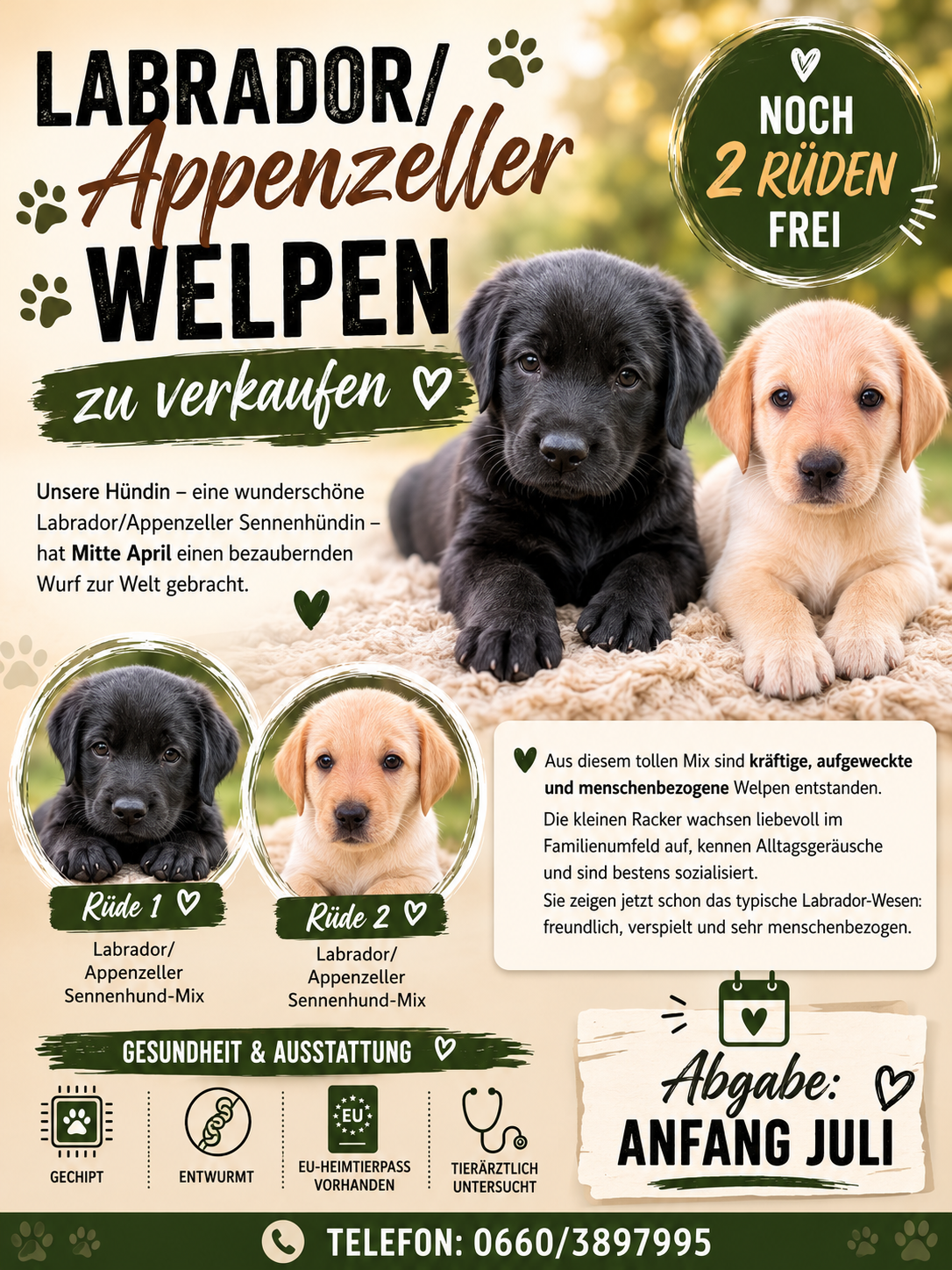 Welpen_Vermittlungsplakat_Nedelko