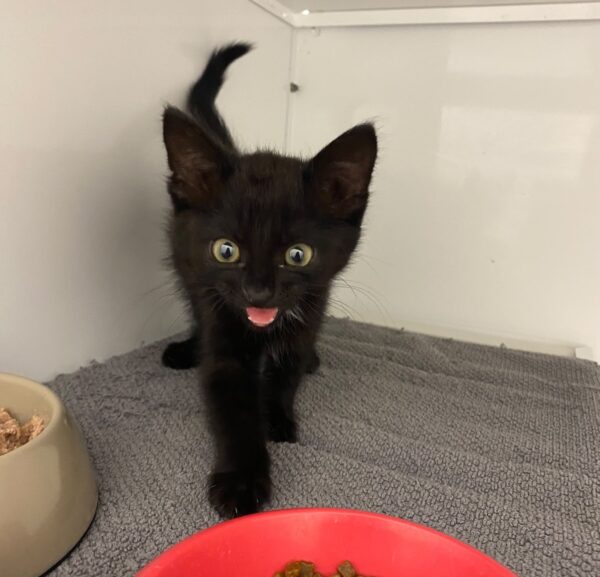 Kitty